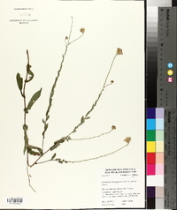 Symphyotrichum patens image