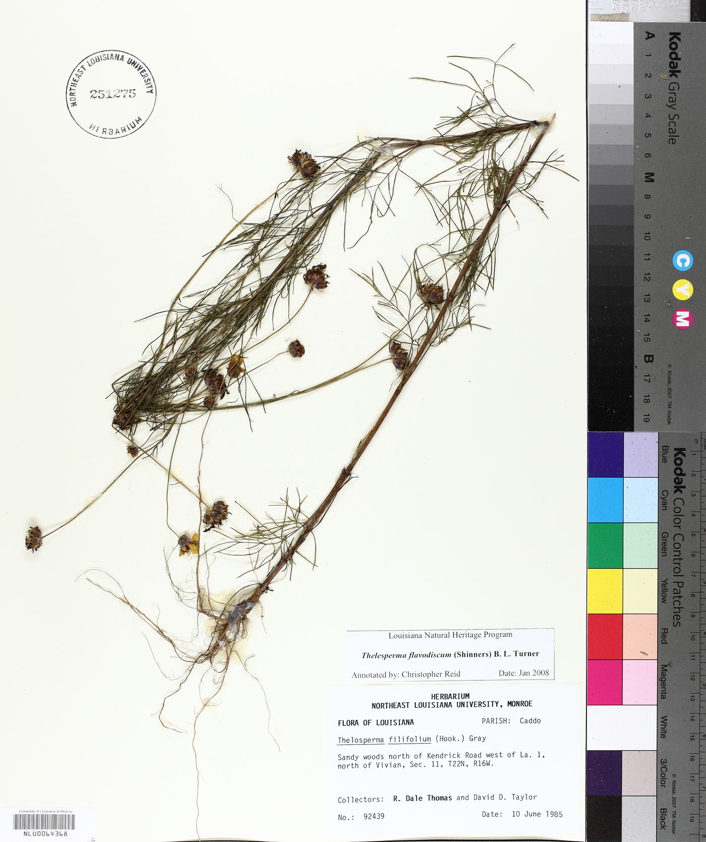 Thelesperma flavodiscum image