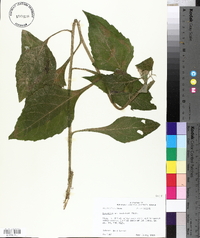 Verbesina helianthoides image