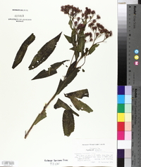 Vernonia baldwinii image