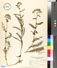 Achillea millefolium f. rosea image