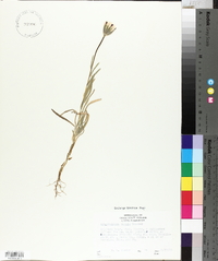 Achyrachaena mollis image