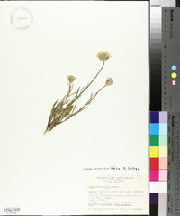 Achyrachaena mollis image