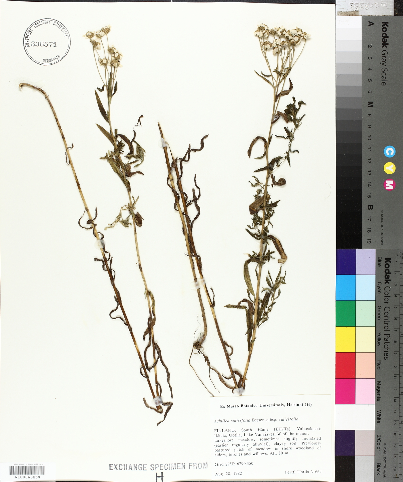 Achillea salicifolia ssp. salicifolia image