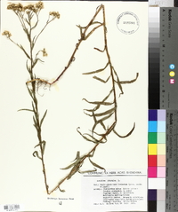 Achillea ptarmica image