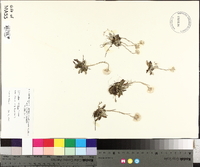 Antennaria neglecta image