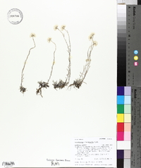 Antennaria microphylla image