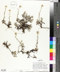 Antennaria microphylla image