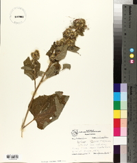 Arctium minus image