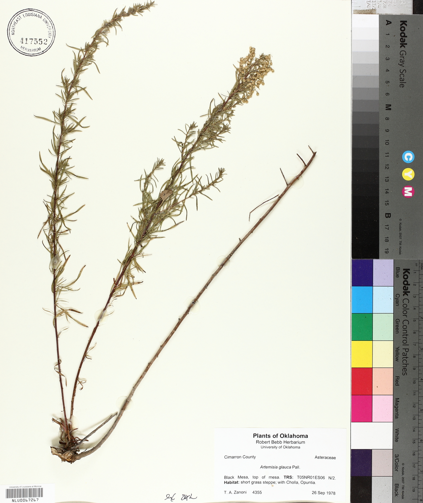 Artemisia glauca image