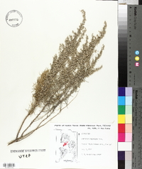 Artemisia filifolia image