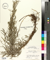 Artemisia ludoviciana subsp. mexicana image