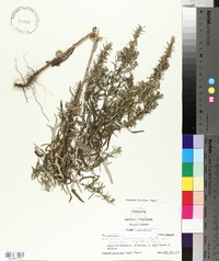 Artemisia ludoviciana subsp. mexicana image