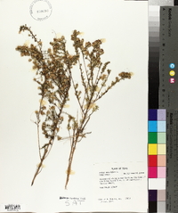 Symphyotrichum ericoides image