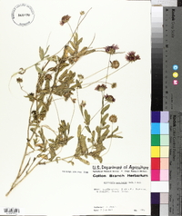 Gaillardia aestivalis image