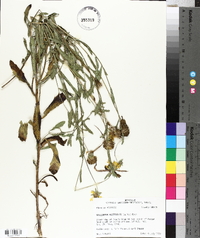 Gaillardia aestivalis image