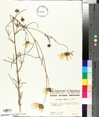 Helianthus angustifolius image