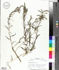 Iva angustifolia image