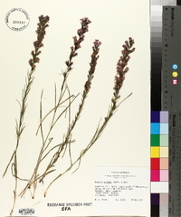 Liatris acidota image