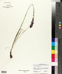 Liatris acidota image