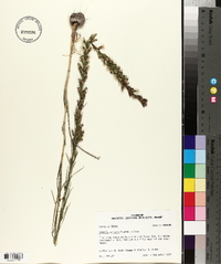 Liatris acidota image