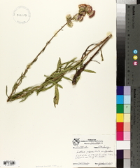 Liatris aspera var. intermedia image