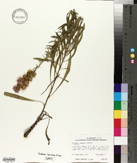 Liatris aspera image