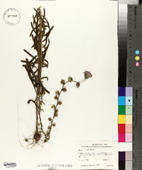 Liatris aspera image