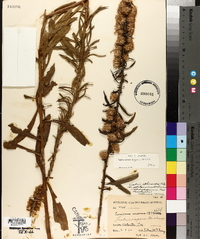 Liatris aspera image