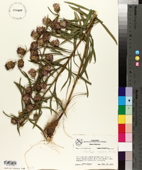 Liatris aspera image