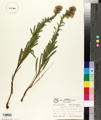 Liatris aspera image