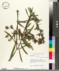 Liatris aspera image