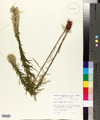 Liatris elegans image