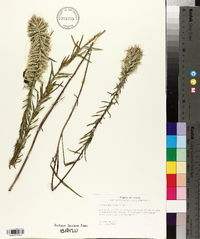 Liatris elegans image