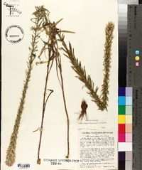 Liatris elegans image