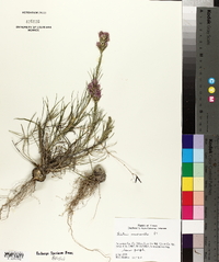 Liatris mucronata image