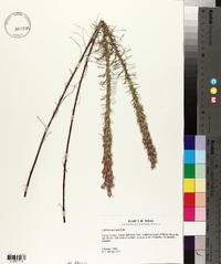 Liatris mucronata image