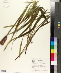 Liatris mucronata image