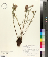 Liatris mucronata image