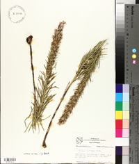 Liatris punctata image