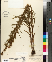 Liatris squarrosa image