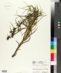 Liatris squarrosa image