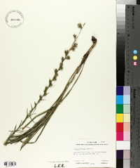 Liatris tenuis image