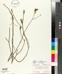 Lygodesmia juncea image