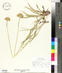 Marshallia caespitosa image