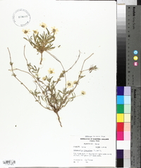 Melampodium leucanthum image