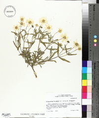Melampodium leucanthum var. leucanthum image