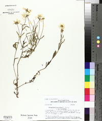 Melampodium leucanthum var. leucanthum image