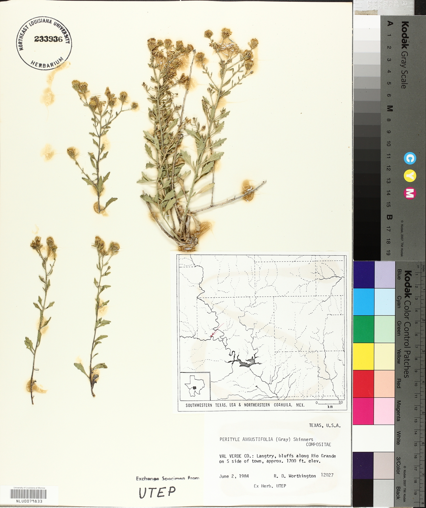 Perityle angustifolia image