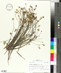 Pityopsis graminifolia image